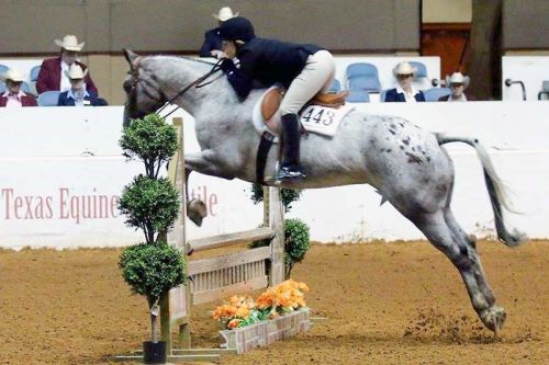 Brittany Doyle of Sydenham and Pearl competing in Fort Worth Texas at the 2014 Appaloosa Youth World Show in July.