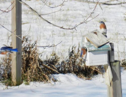 Reader Wendy Hinch photographed this family of bluebirds in her back yard on Murvale Rd in South Frontenac.